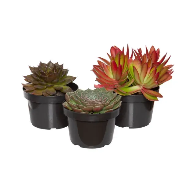 Suculenta Variada Natural Pote 11 Único