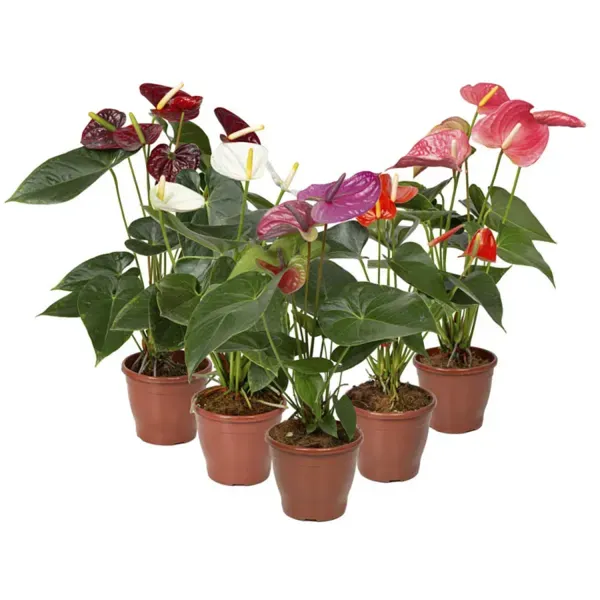 Anthurium Variado Planta Natural Pote15 Único