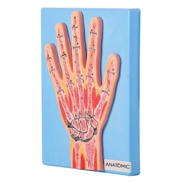 Secção Mediana da Articulação da Mão Anatomia