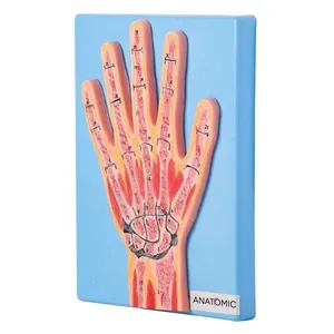 Secção Mediana da Articulação da Mão Anatomia