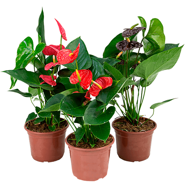 Flor Anthurium Variado Pote 12 1un