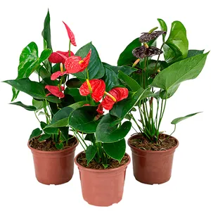 Flor Anthurium Variado Pote 12 1un