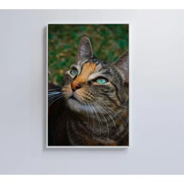 Quadro Gato 80x120 Cm Tecido Canvas
