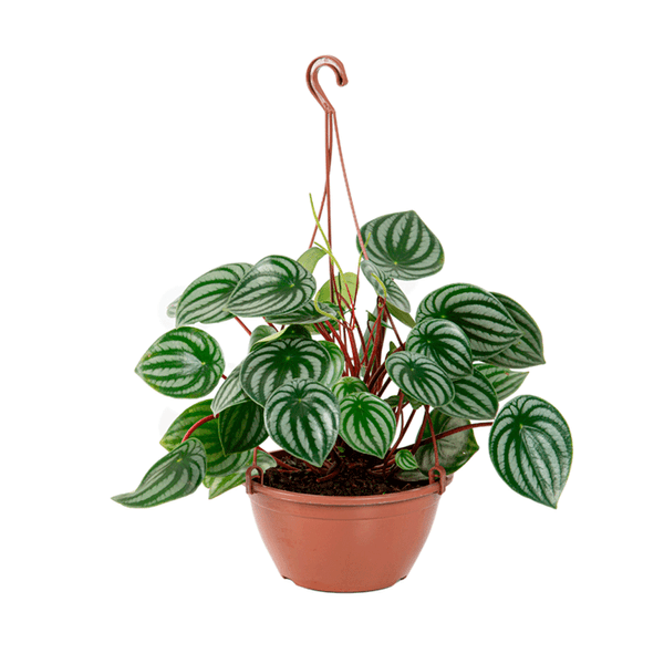 Peperomia Melancia Natural Cuia 21 Único