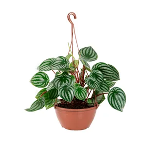 Peperomia Melancia Natural Cuia 21 Único