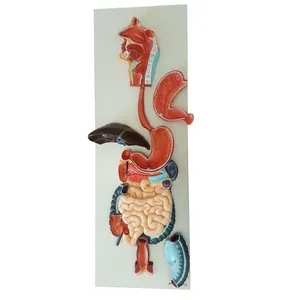 Sistema Digestório em Prancha 3 Partes Modelo Anatomia