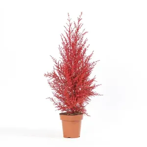 Tuia Holandesa Colours - Árvore de Natal Pote 9 Único