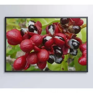 Quadro Guaraná Selvagem Amazônia 90x60 Cm Adesivo