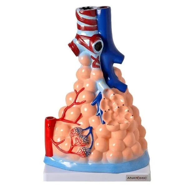 Alvéolos Pulmonares Humano Ampliado