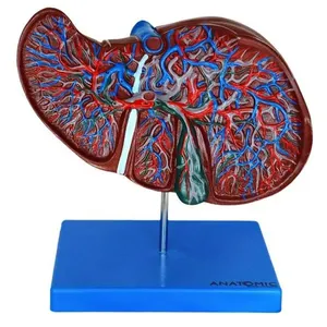 Figado Humano Modelo Luxo Anatomia