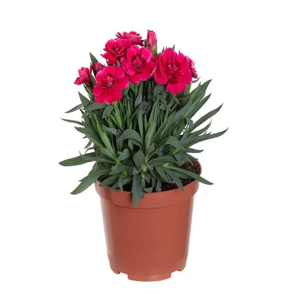 Planta Flor Dianthus BENASSI Dobrado Sortida Vaso 11 cm