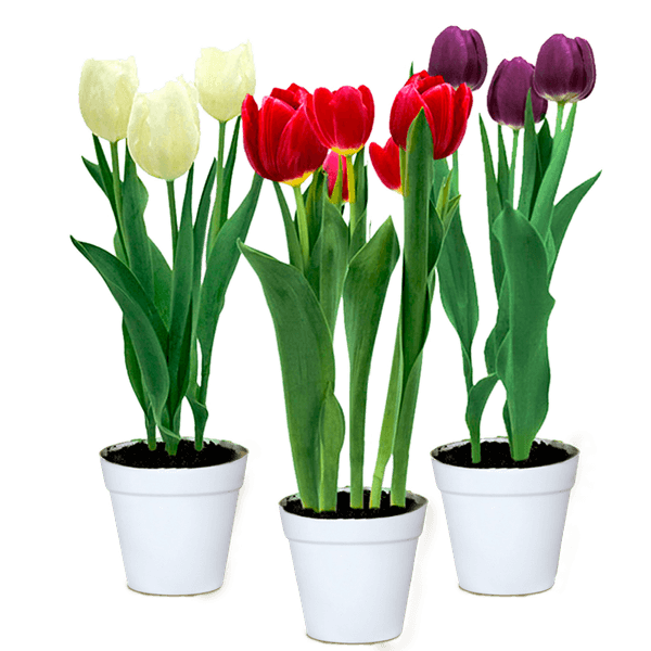 Flor Tulipa Variado Pote n12 1un
