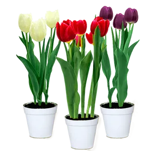 Flor Tulipa Variado Pote n12 1un