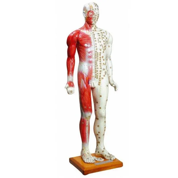 Manequim Acupuntura Masculino 85cm