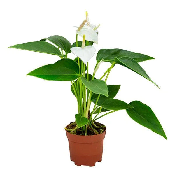 Planta BENASSI Anthurium Variado 30-100cm