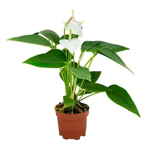 Planta BENASSI Anthurium Variado 30-100cm
