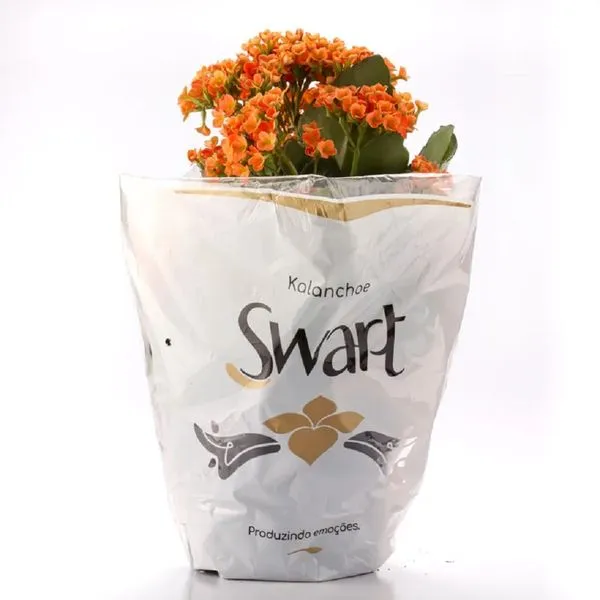 Planta Flor Kalanchoe Pt15 BENASSI Laranja 20-30 cm 1 unidade