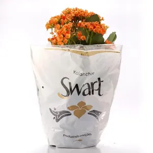 Planta Flor Kalanchoe Pt15 BENASSI Laranja 20-30 cm 1 unidade