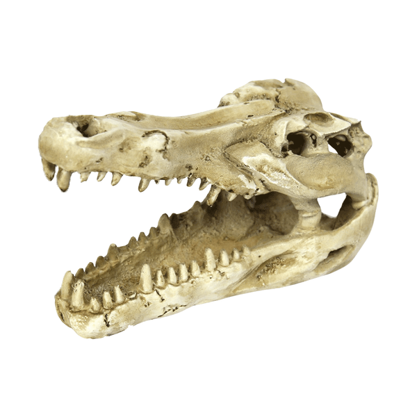 Enfeite Crânio de Crocodilo NomoyPet Único
