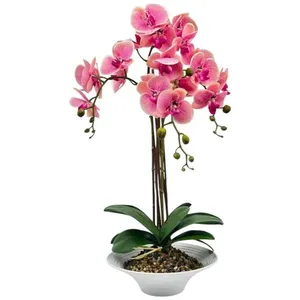 Orquídea Decorativa Concepts Life 456-55418