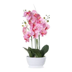 Orquídea Decorativa Concepts Life Rosa 456-472252