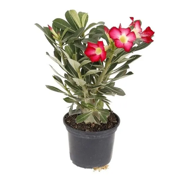 Planta Rosa do Deserto BENASSI Adenium obesum rosa vaso 15 cm