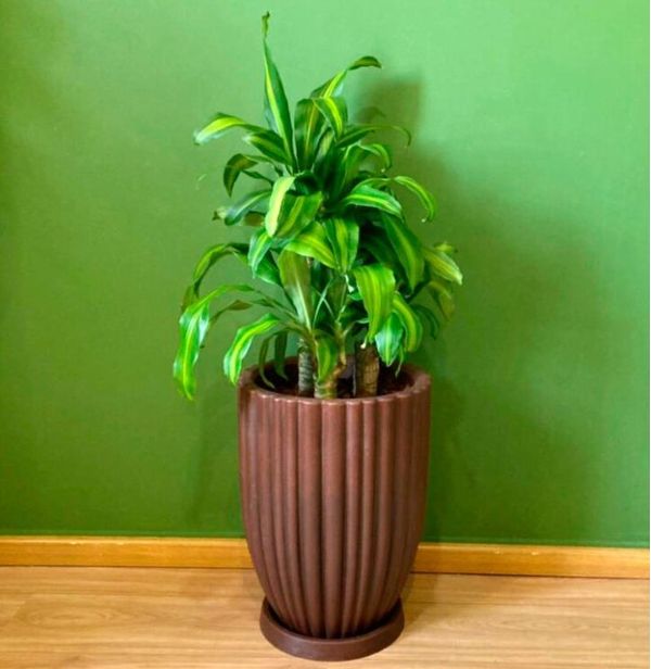 Base redonda para vaso 3x24cm antique petro Gardem