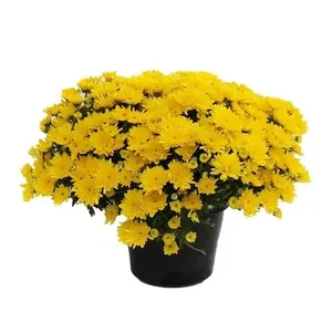 Flor Mini Crisântemo Pote13 1un