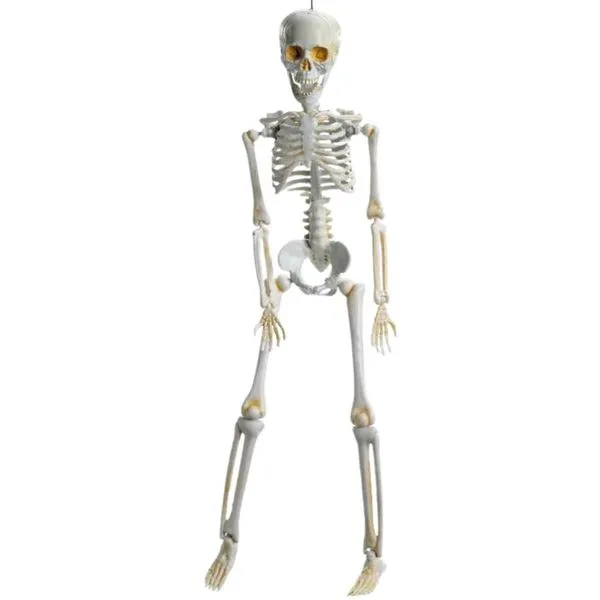 Decoração Halloween Caveira Amom Boneco Esqueleto 3D Realista pra Enfeitar Dia das Bruxas Com Ossos Articulados Casa Porta Quintal
