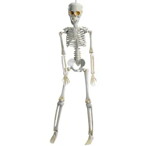 Decoração Halloween Caveira Amom Boneco Esqueleto 3D Realista pra Enfeitar Dia das Bruxas Com Ossos Articulados Casa Porta Quintal