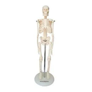 Esqueleto Humano De 45 Cm