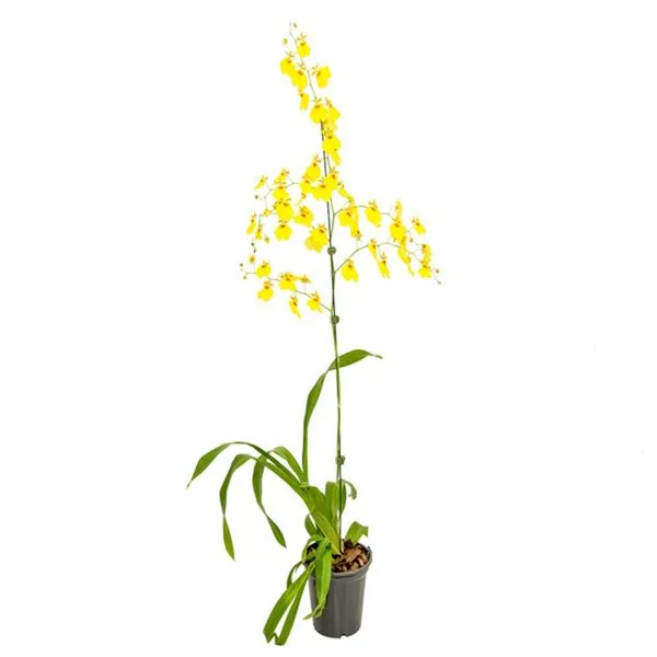 Planta Orquídea BENASSI Denphalaen vaso 15 cm