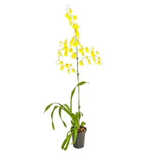 Planta Orquídea BENASSI Denphalaen vaso 15 cm