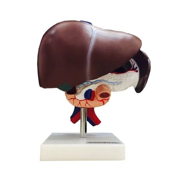 Figado Vesícula Biliar Pâncreas e Duodeno Modelo Anatomia
