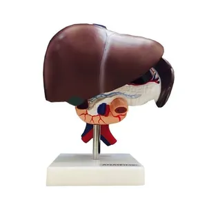 Figado Vesícula Biliar Pâncreas e Duodeno Modelo Anatomia