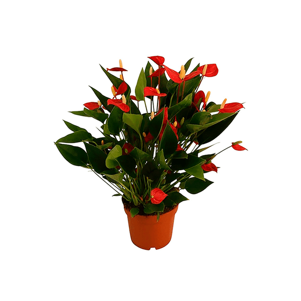 Anthurium Mini Million Flowers P09 Único