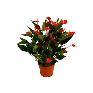 Anthurium Mini Million Flowers P09 Único