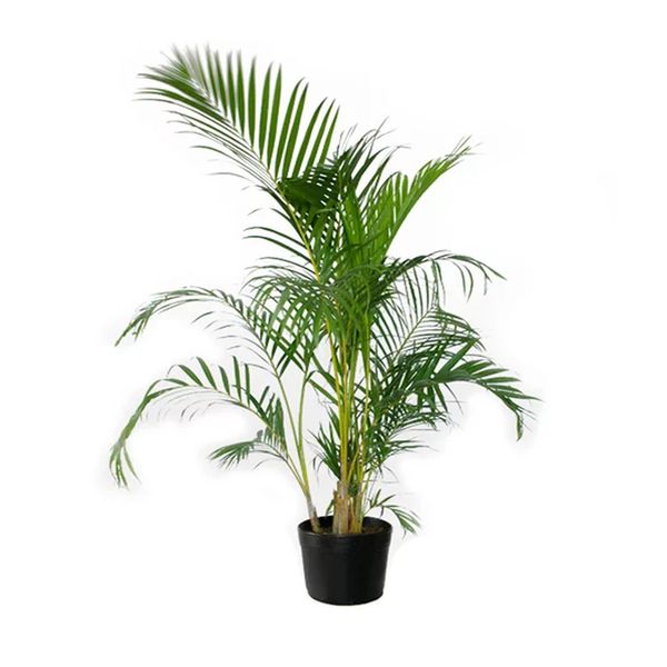 Palmeira Areca Bambu Natural Pote 24 Único
