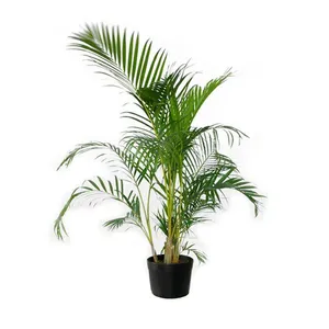 Palmeira Areca Bambu Natural Pote 24 Único