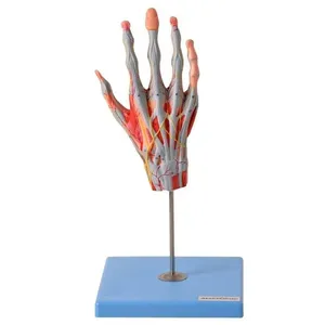 Mão Muscular Principais Nervos e Vasos Anatomia
