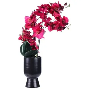 Orquídea Decorativa Concepts Life 592-510029