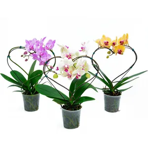 Flor Orquídea Phalaenopsis Coração Pote n12