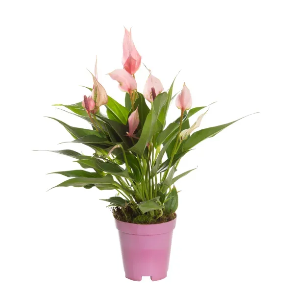 Anthurium Lilli Premium Pote 09 Único