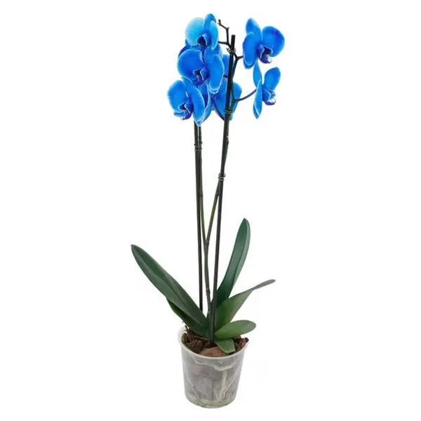 Flor Orquídea Phalaenopsis Azul Pote 12 1un