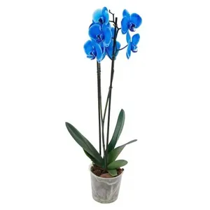 Flor Orquídea Phalaenopsis Azul Pote 12 1un