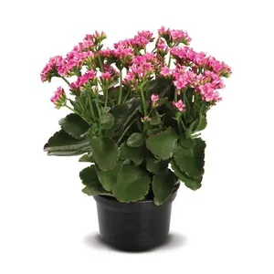 Planta Flor Kalanchoe BENASSI Suculenta Ornamental Rosa 1 unidade