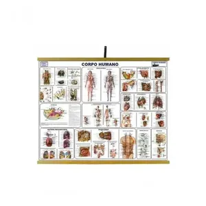 Mapa Educativo Sonho de Criança Corpo Humano 900x1200mm Plastificado com Moldura em Madeira Mapa Educativo Sonho de Criança Corpo Humano 900x1200mm Plastificado com Alça em Náilon Seda