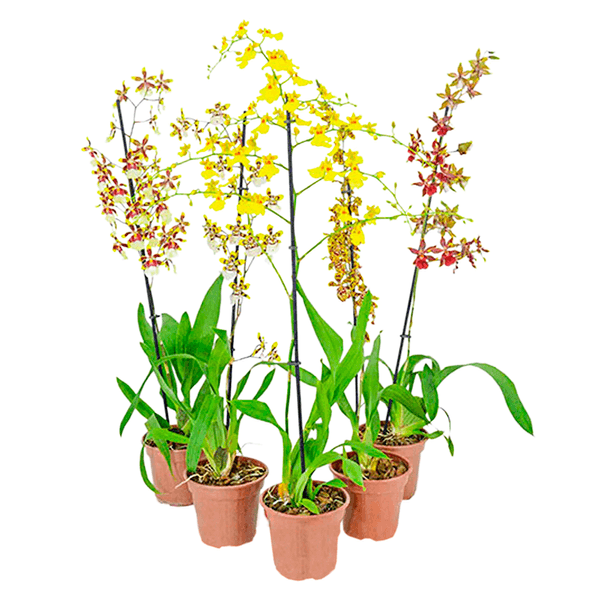 Flor Oncidium Pote 15