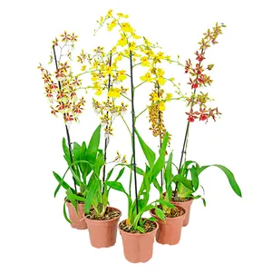 Flor Oncidium Pote 15