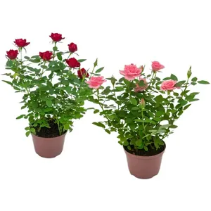 Roseira Mini Planta Natural Pote 13 Único